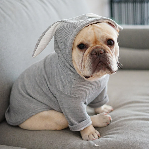 Dog Pet Clothes for Spring & Autumn | Stylish Seasonal Outfits UK