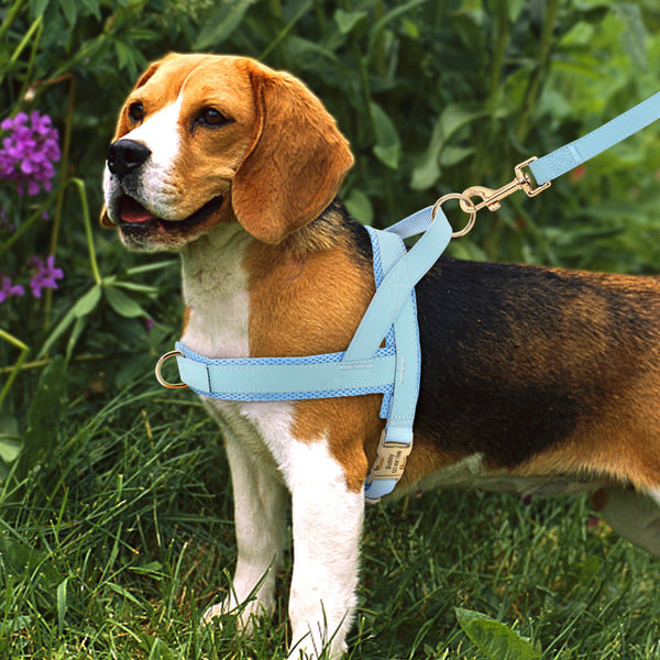 Custom Dog Harness & Leash Combo | Safe & Stylish