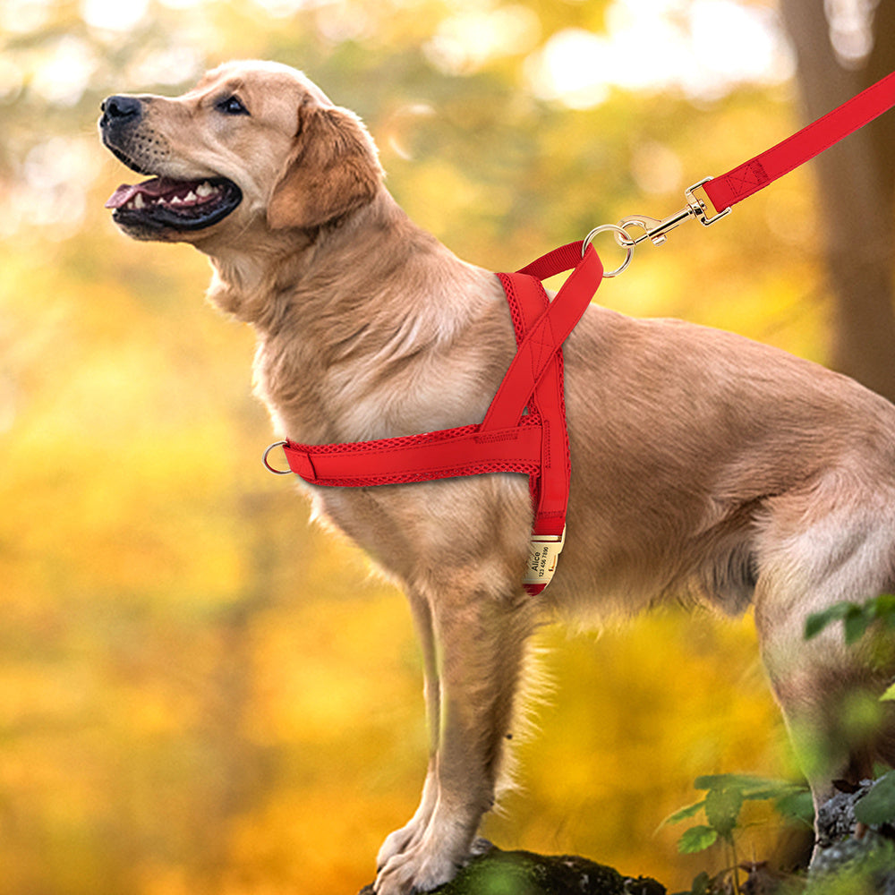 Custom Dog Harness & Leash Combo | Safe & Stylish