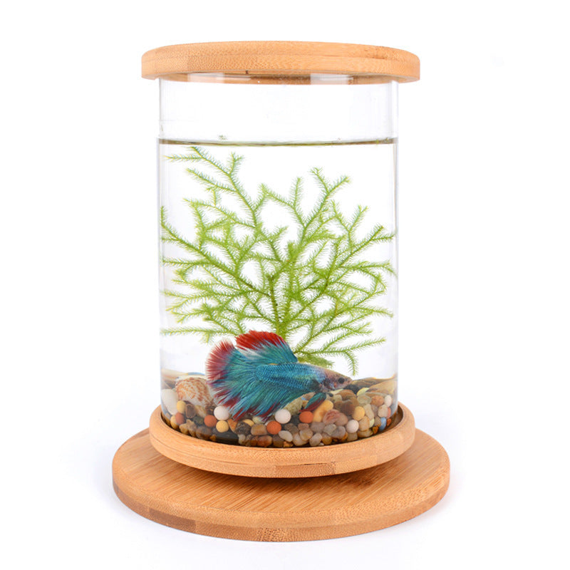 Mini Glass Aquarium with Bamboo Base | The Petorium UK